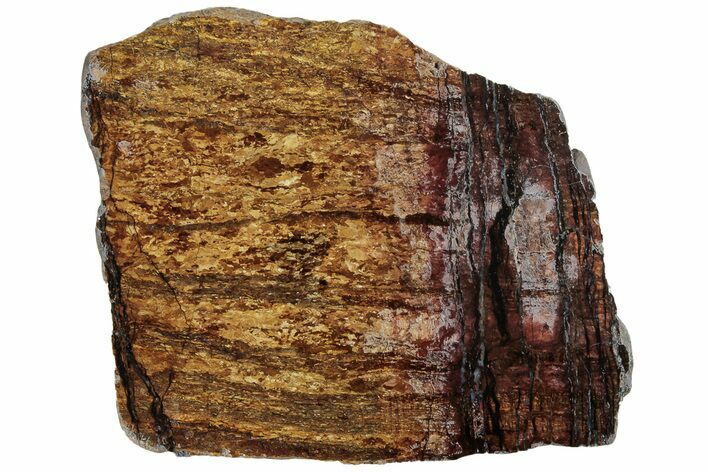 Polished Golden Amphibolite Slab - Western Australia #221699